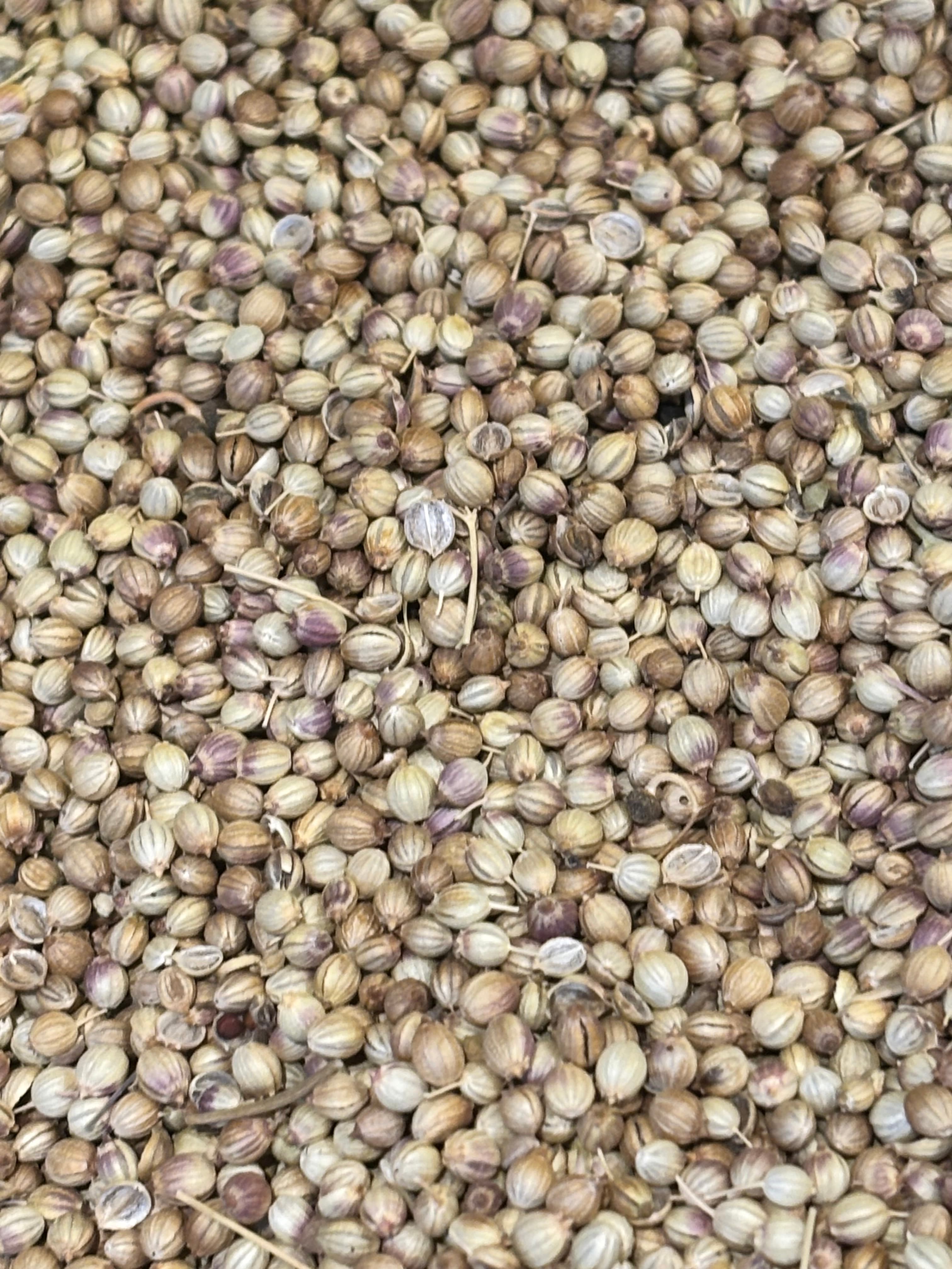 Doğal Tane Kişniş | Aromatik ve Gurme Baharat Seçeneği
